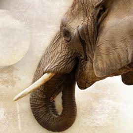 The Bones of Contention